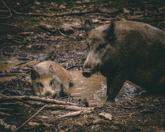 Pair of wild boar in a mud puddle