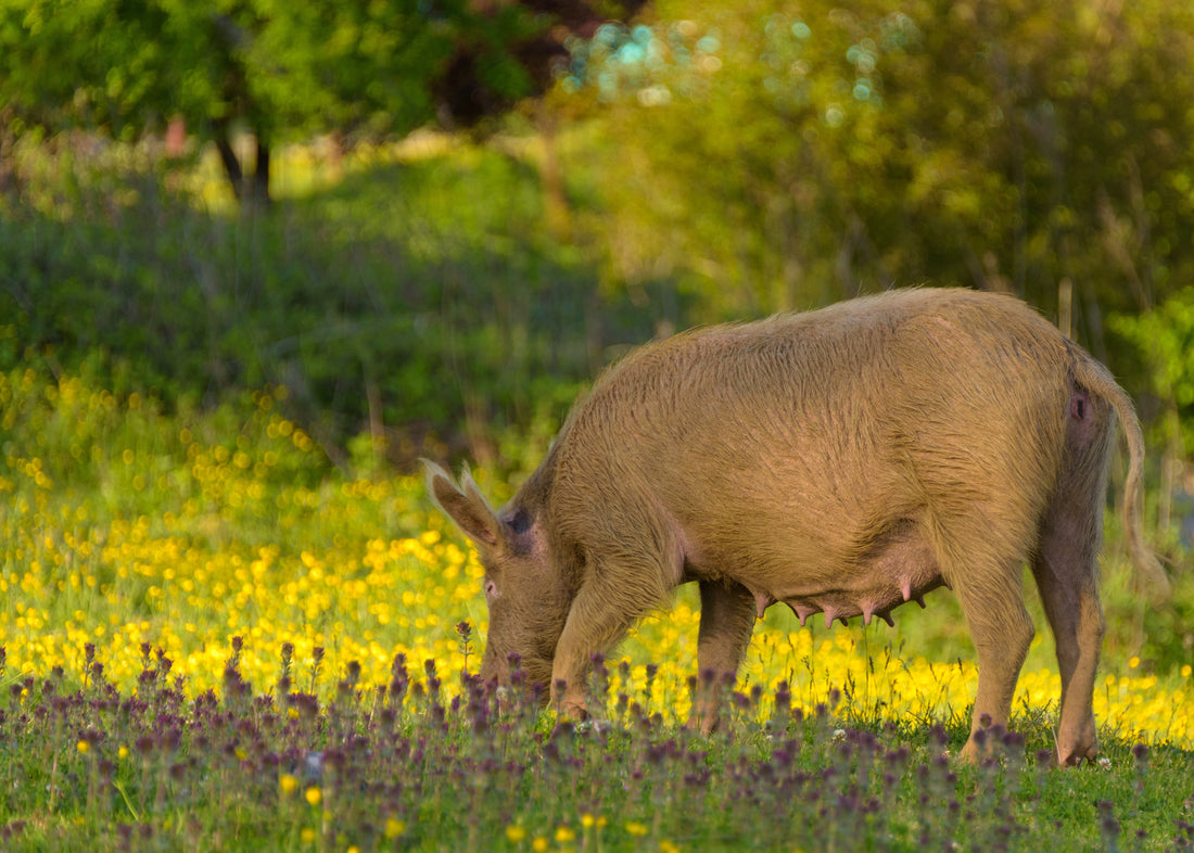 Wild pig standing in a field