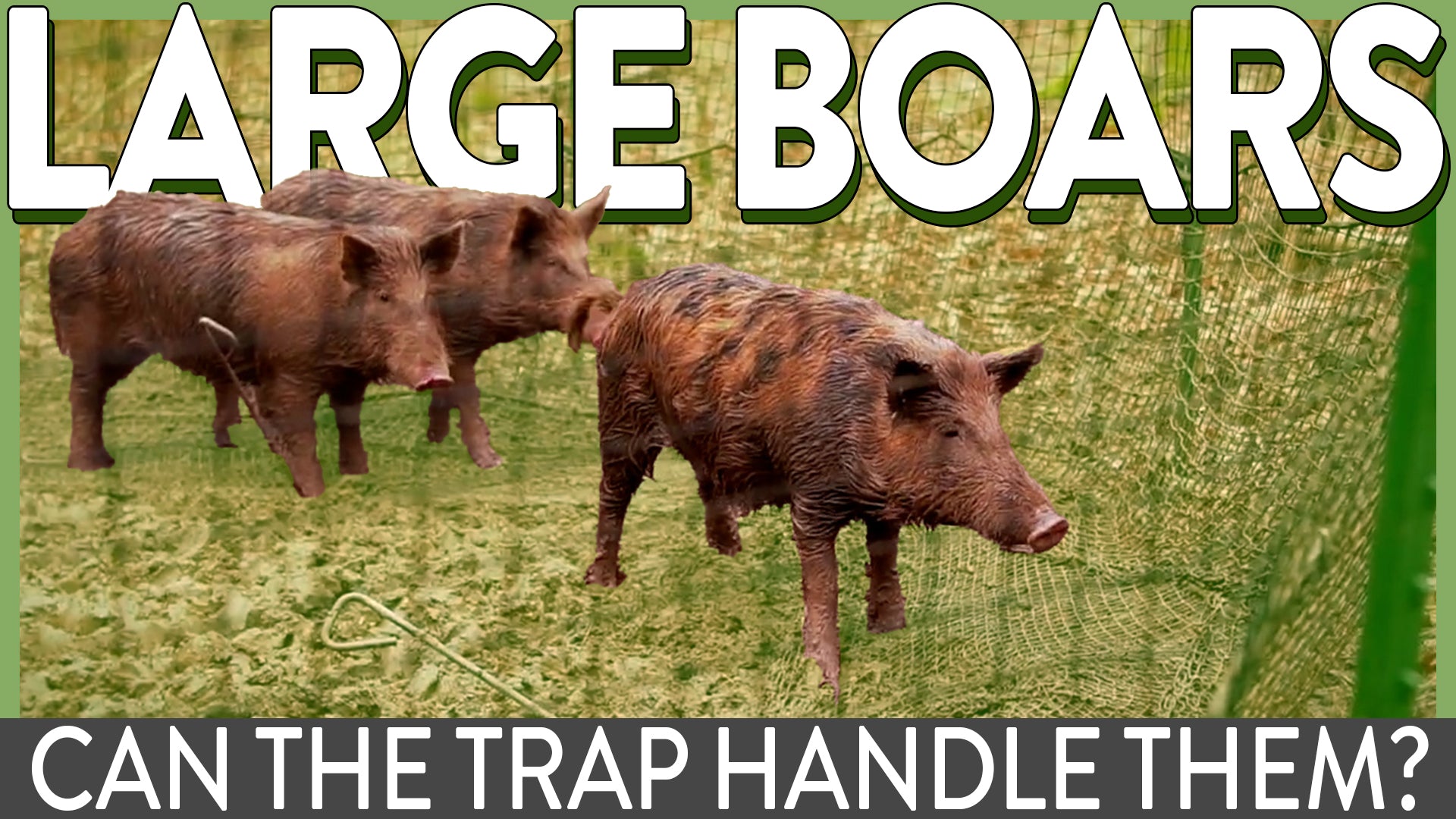 Will the Pig Brig Trap System Hold Large Boars?