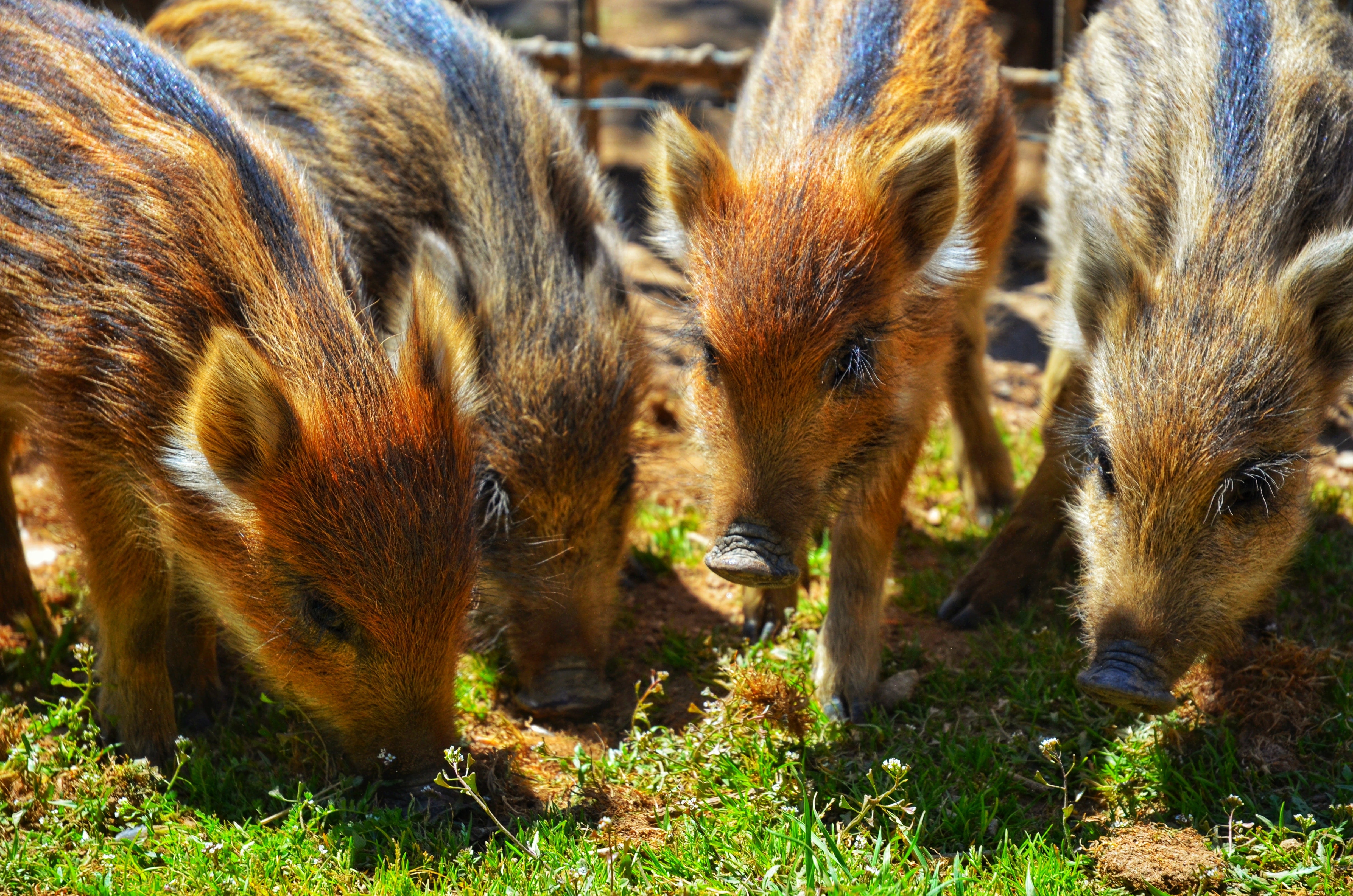 3 Fertility Facts About Feral Pigs