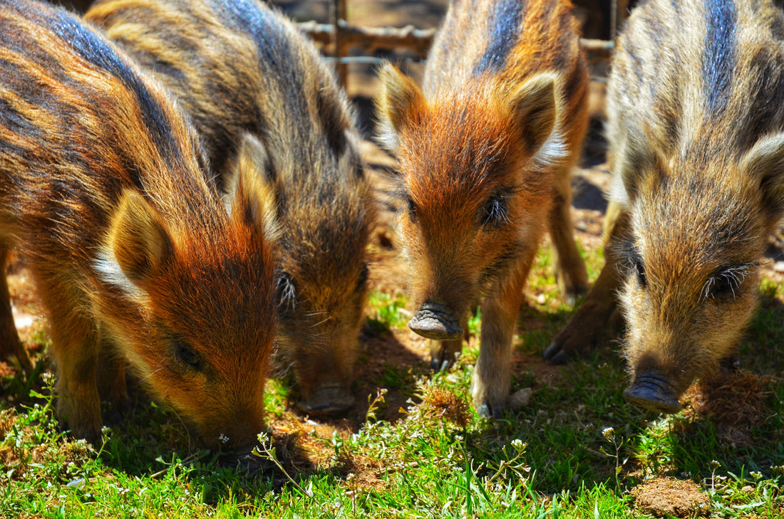 Wild boar piglets eating