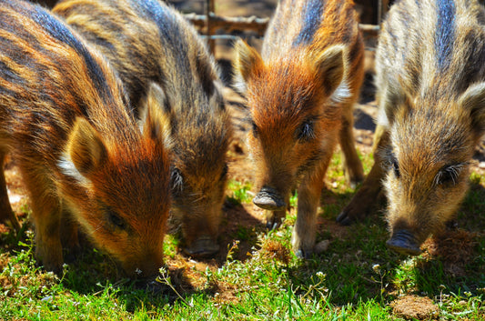 Wild boar piglets eating