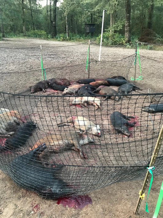 Wild hogs euthanized after being caught in Pig Brig trap