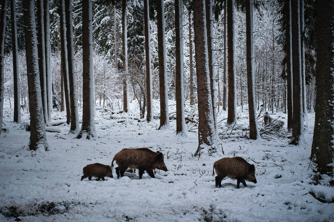 Wild hogs walking through a snowy forest