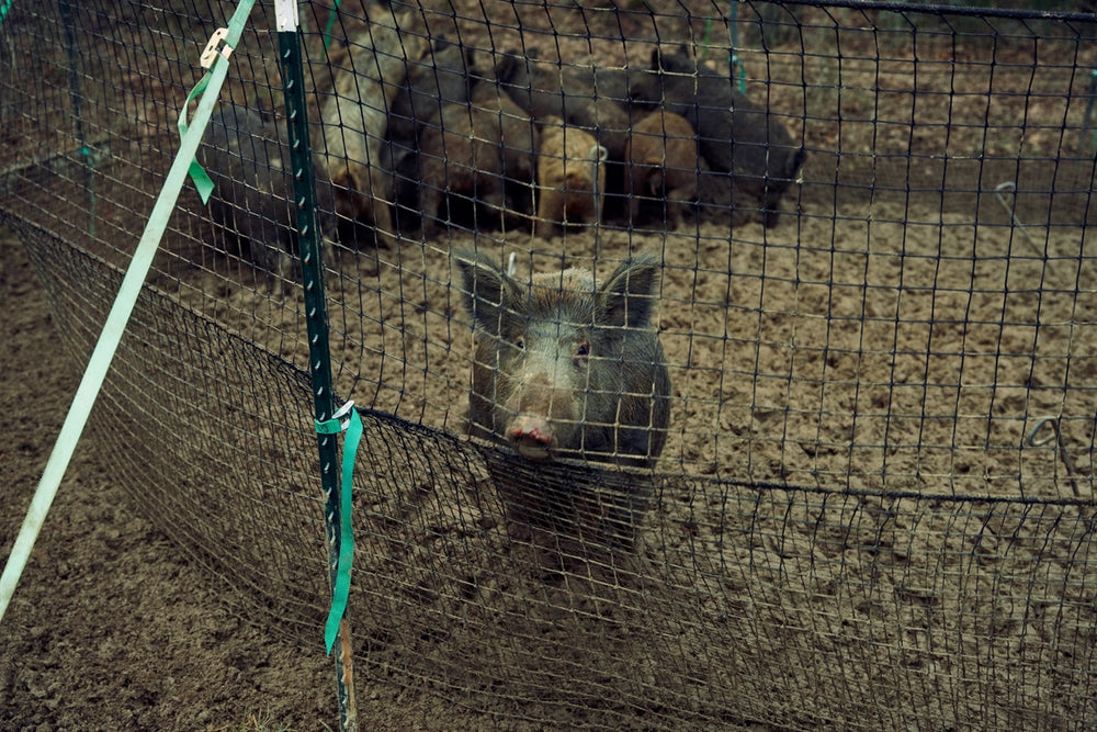 Pig Brig mrežna zamka u uporabi
