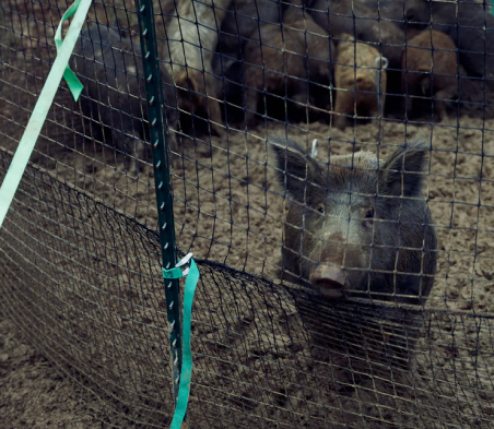 Wild Pig in Trap