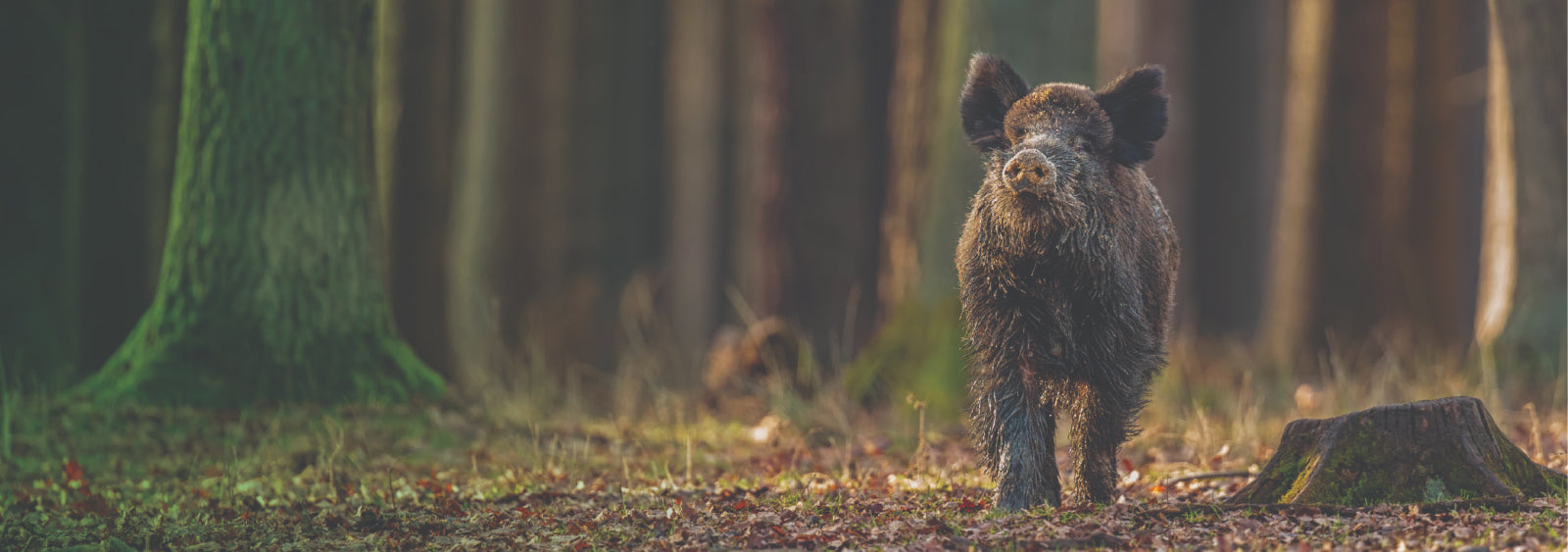 Wild boar in the woods