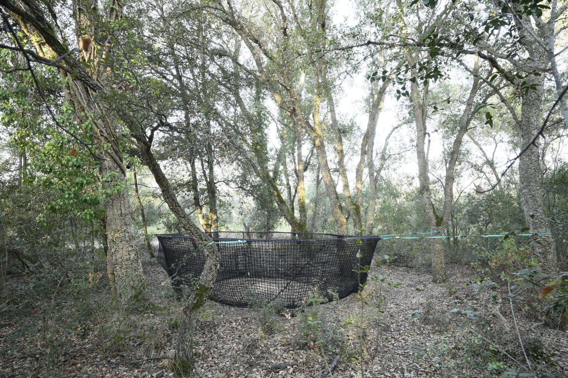 Pig Brig hog trap Net hanging between trees in a forest
