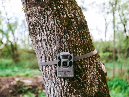 Trail camera attached to a tree in a forest setting