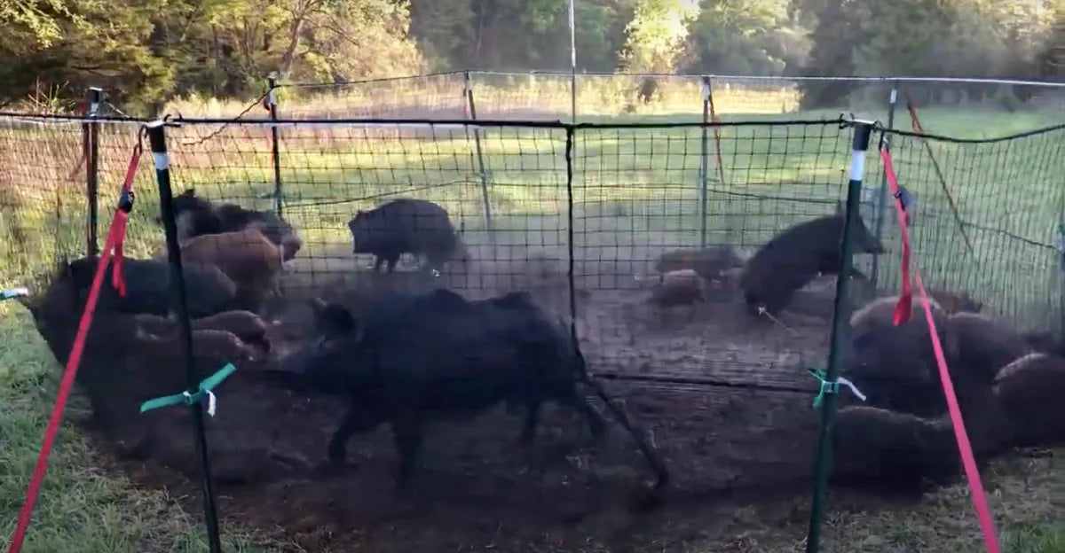 Wild pigs caught in Pig Brig wild boar trap system