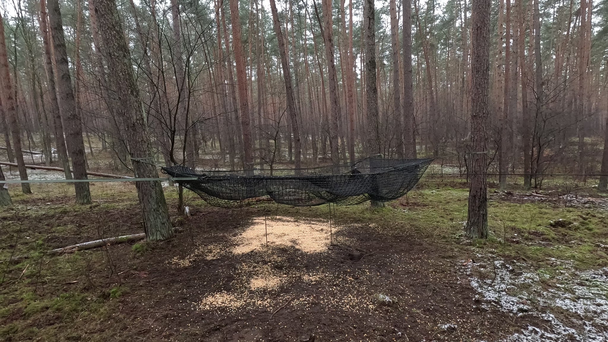 Pig Brig hog trap in between trees in a forest setting with bait in the center