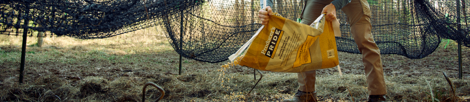 Baiting a Pig Brig trap with corn feed